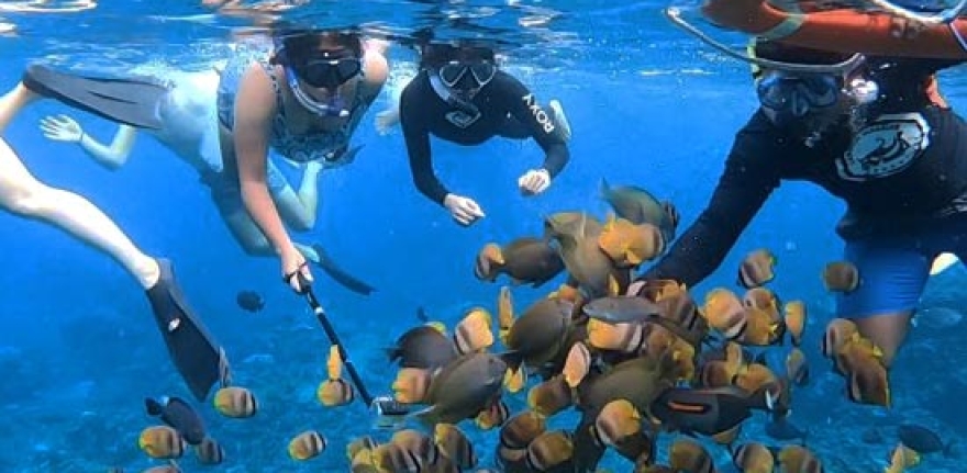 gamat-bay-snorkeling